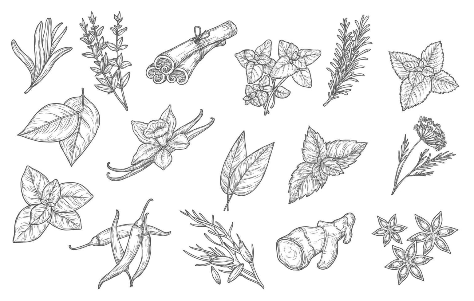 Culinary spices and cooking seasoning herbs icons vector