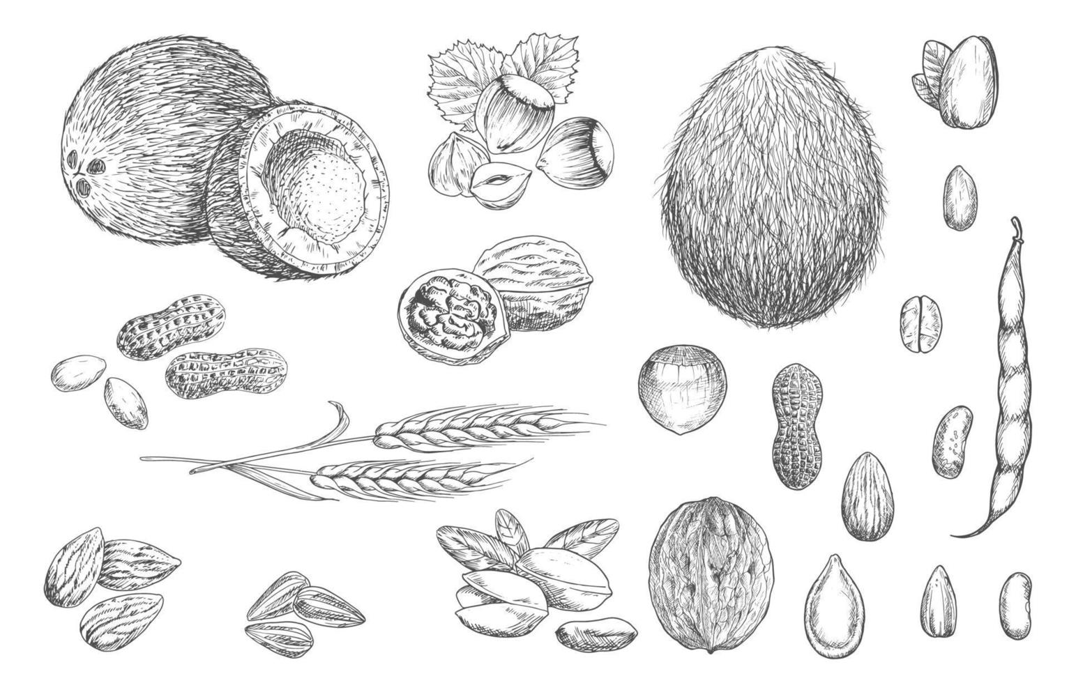 Nuts, beans and cereal sketches vector