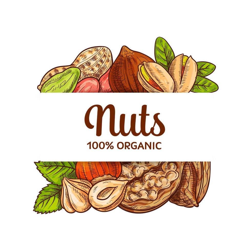 Various nuts sketch vector banner