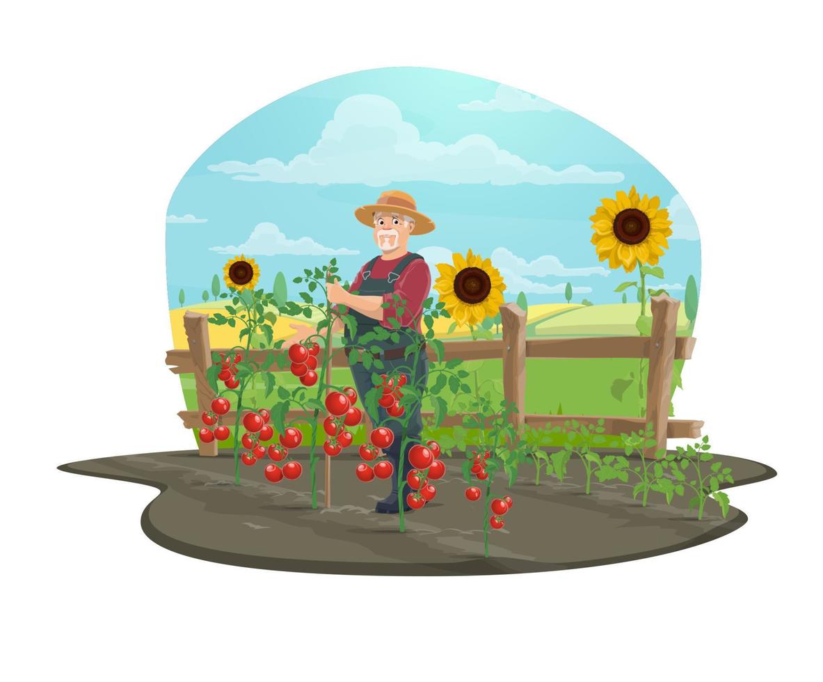 Farmer trellising tomato vegetables on farm vector