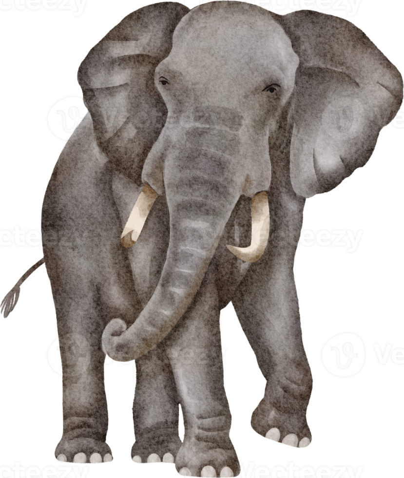 watercolor elephant clip art 16539737 PNG