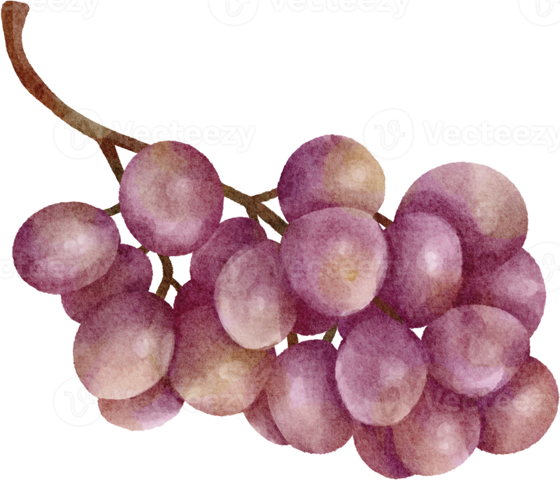 watercolor grape clip art png