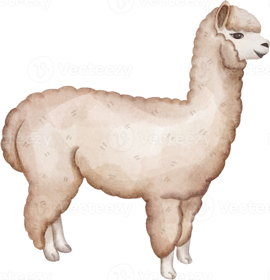 imágenes prediseñadas de alpaca acuarela png