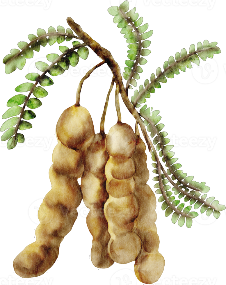 watercolor tamarind clip art fruit png
