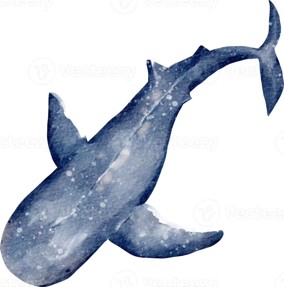 watercolor whale sea animal png