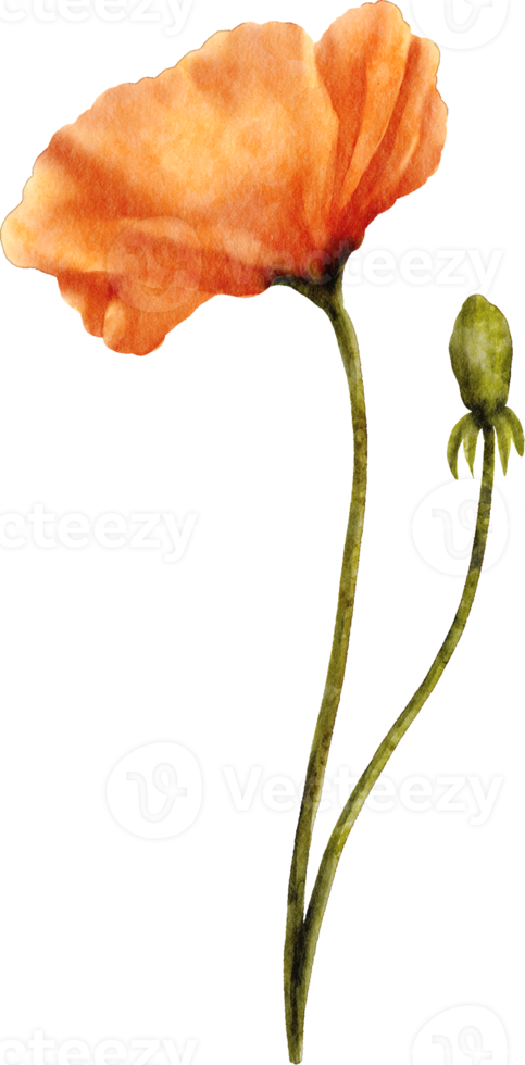 waterverf papaver bloem png