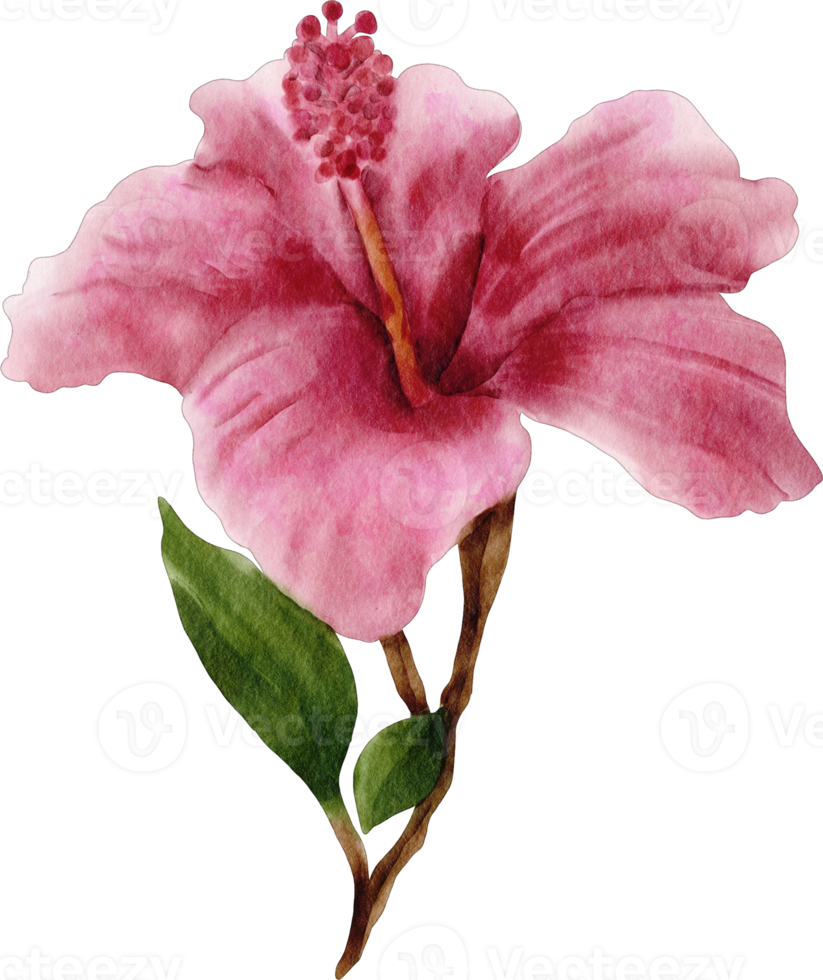 fleur d'hibiscus aquarelle png