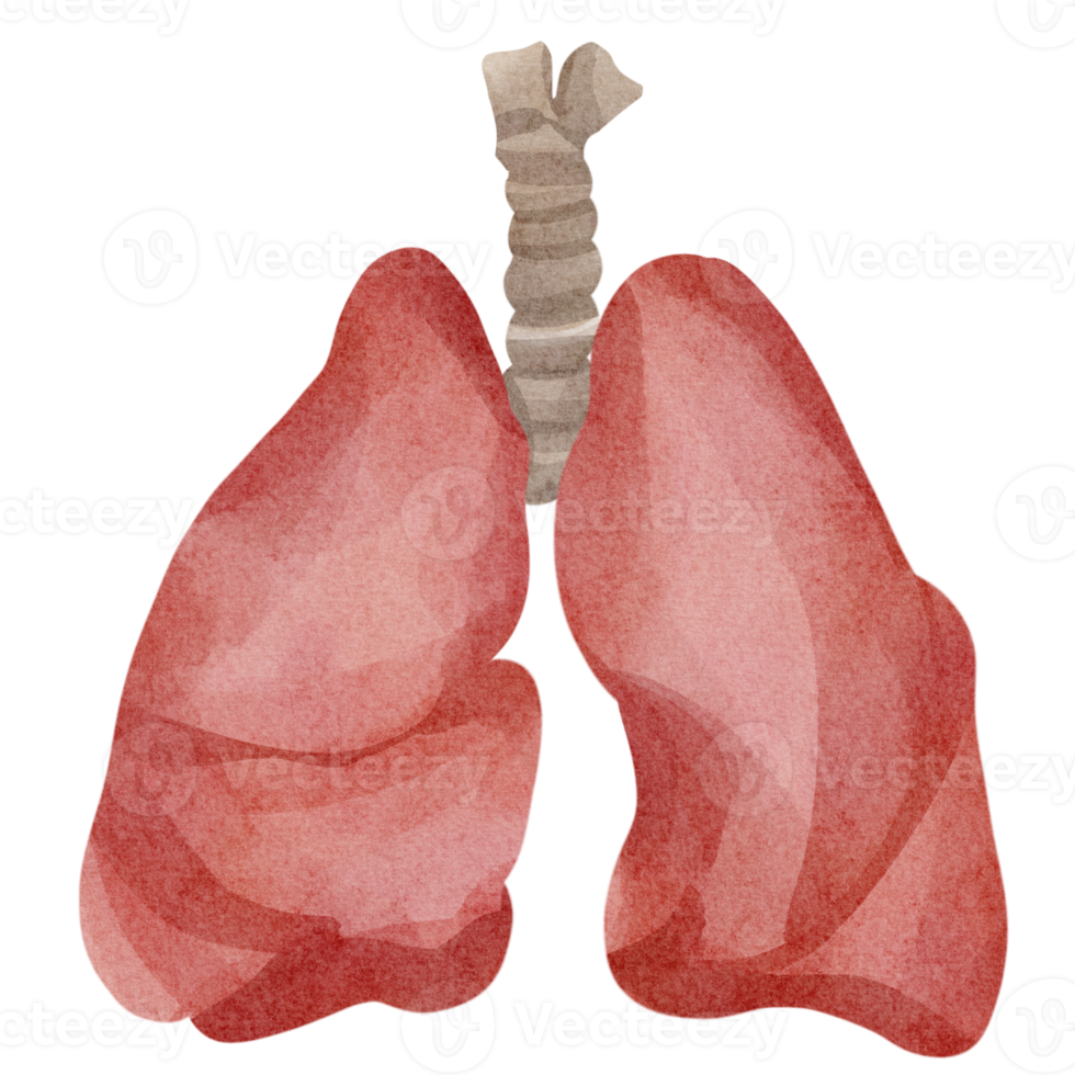 watercolor lungs clip art png