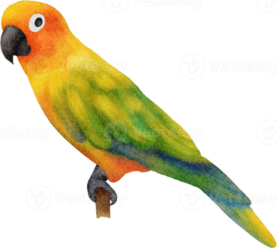 watercolor bird clip art png