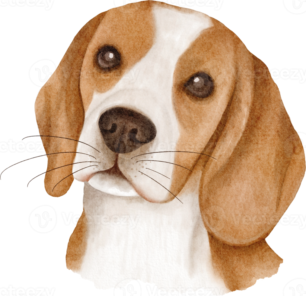 perro beagle acuarela png