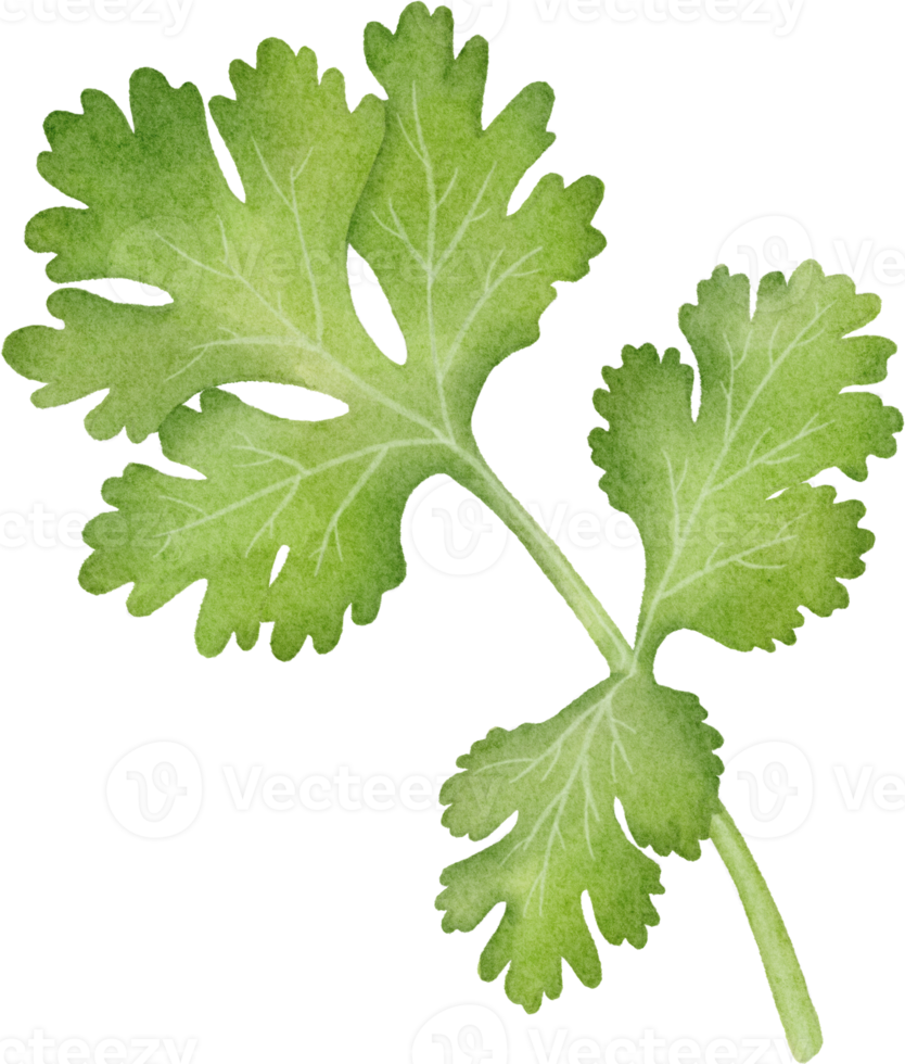 watercolor coriander clip art png