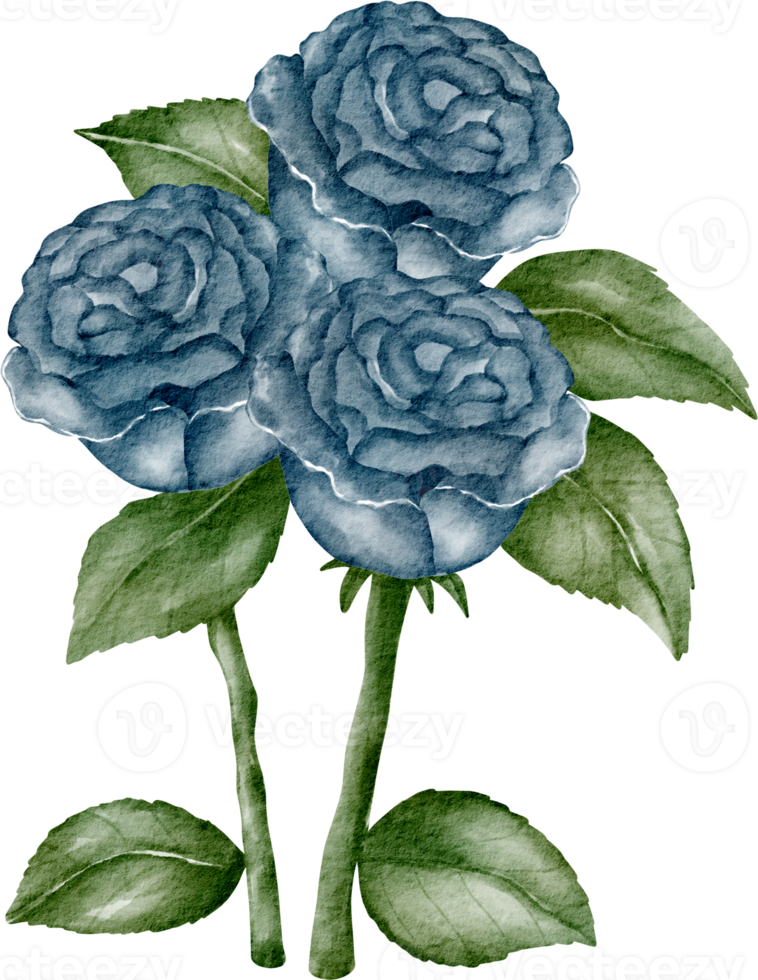 watercolor rose blue clip art png