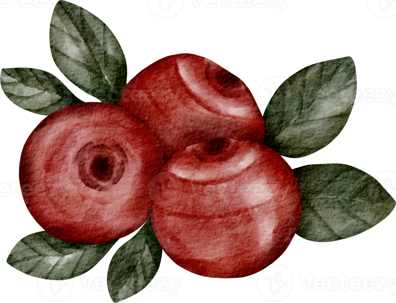 watercolor cranberry fruit png