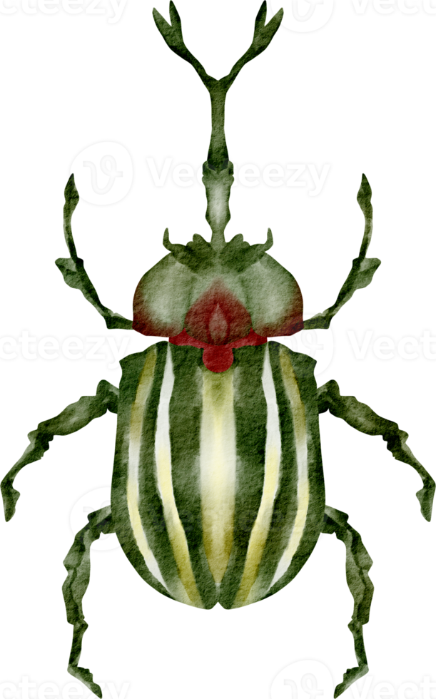 watercolor beetle clip art png