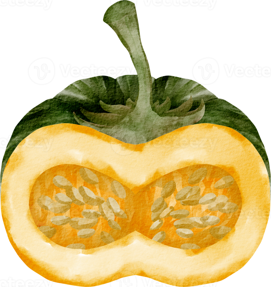 vegetable watercolor pumpkin png