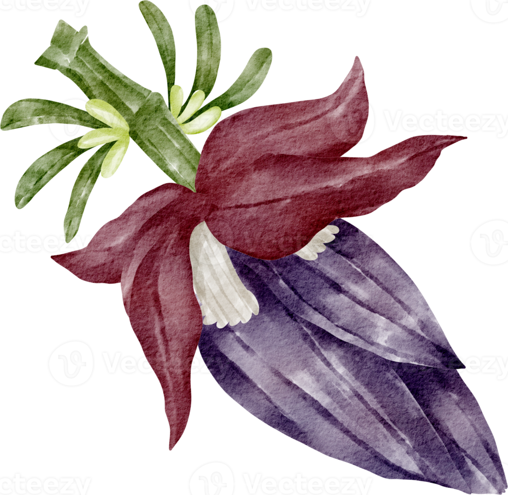 watercolor banana blossom png