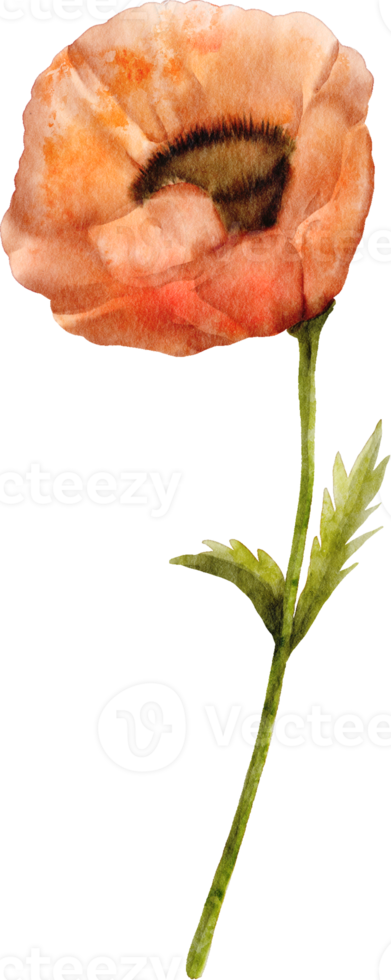 waterverf papaver bloem png