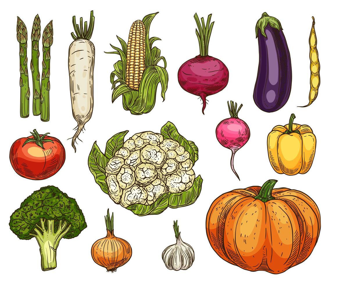 Isolated farm vegetables, vector sketches