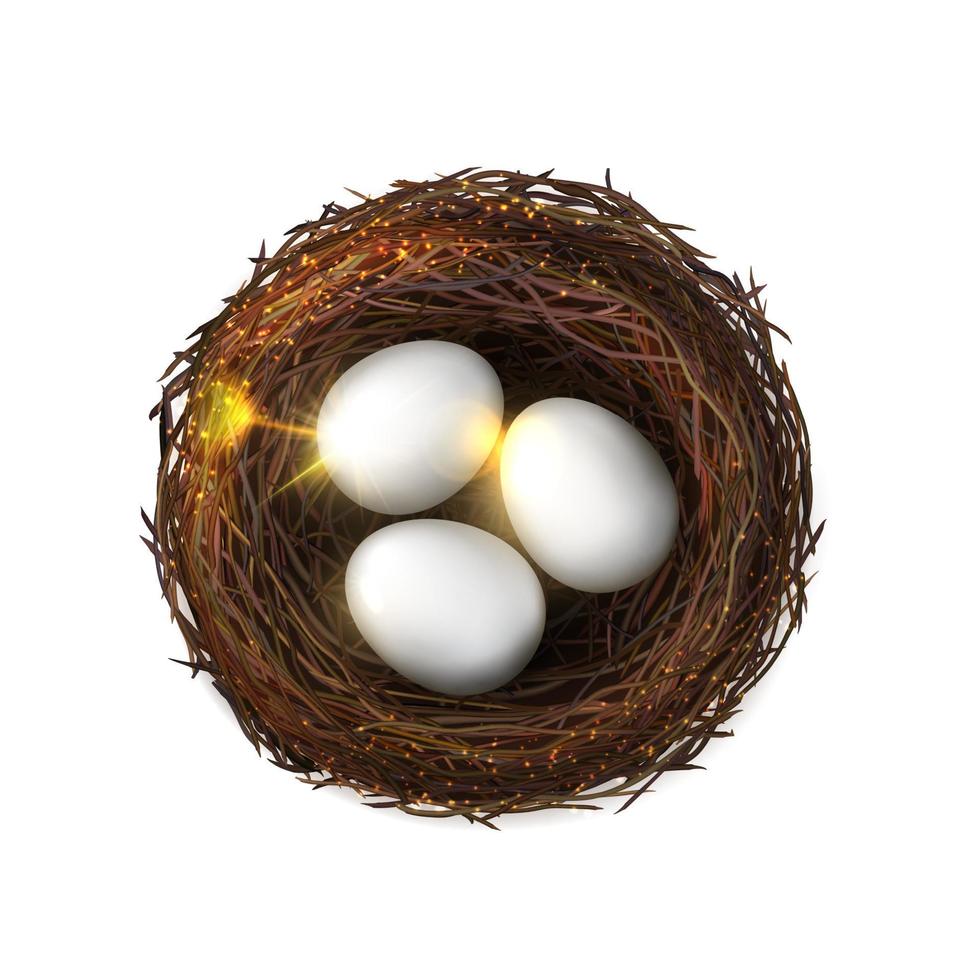 Eggs, bird nest. Poultry embryo, isolated birdnest vector