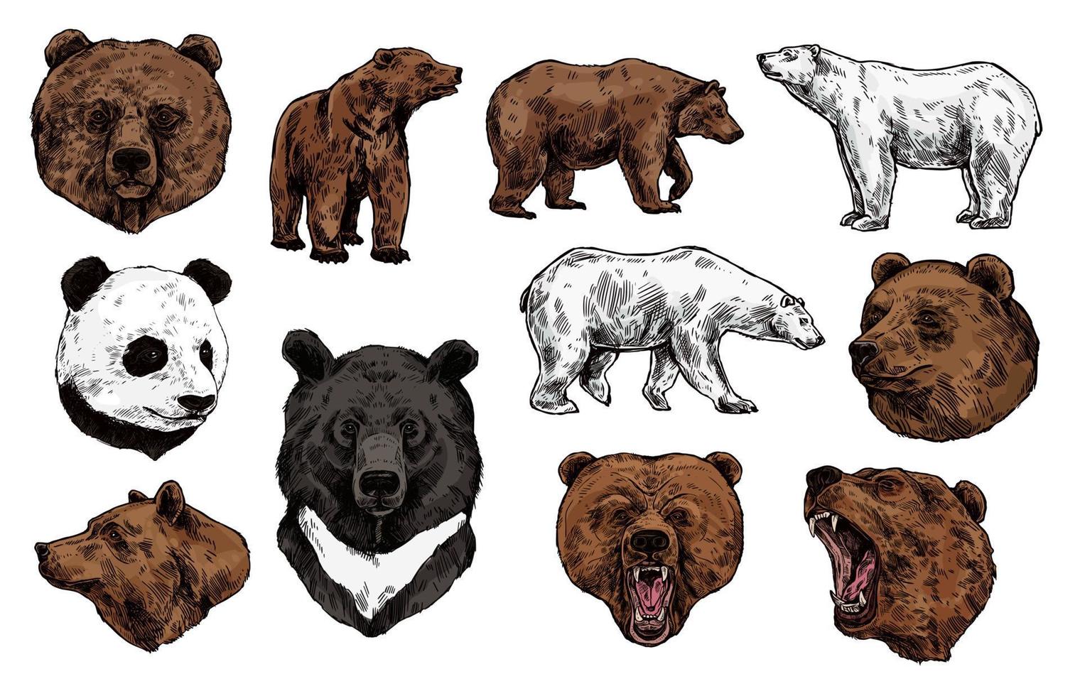 Polar, brown bear, grizzly and panda sketch vector