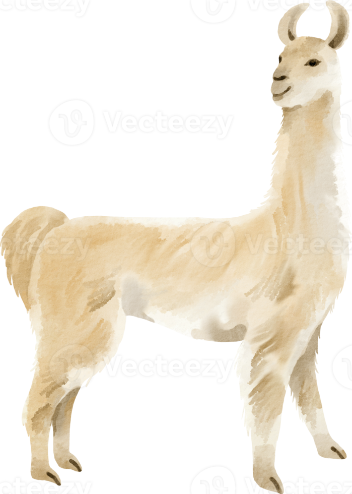 watercolor Llama clip art png