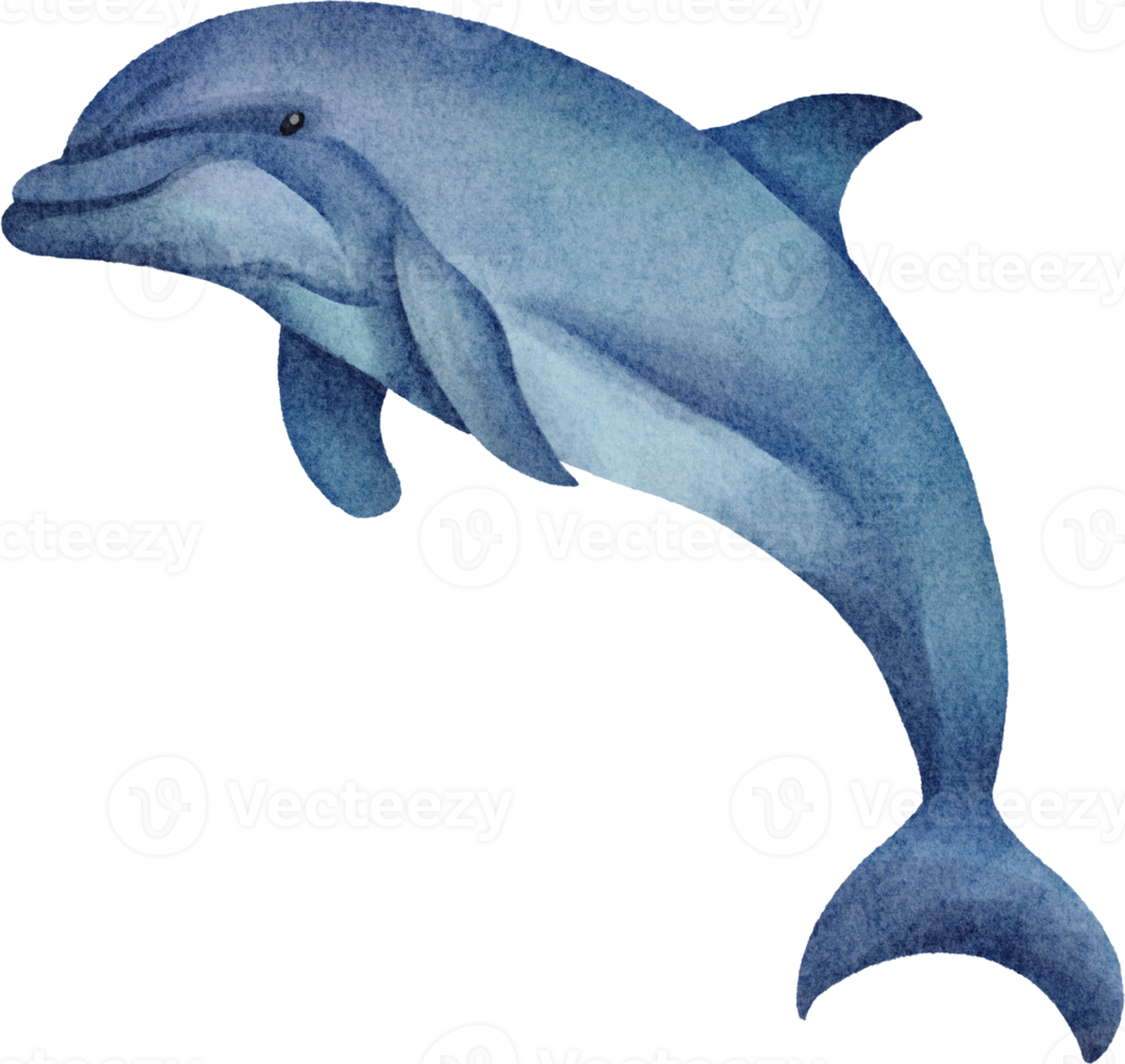 imágenes prediseñadas de delfines acuarela png