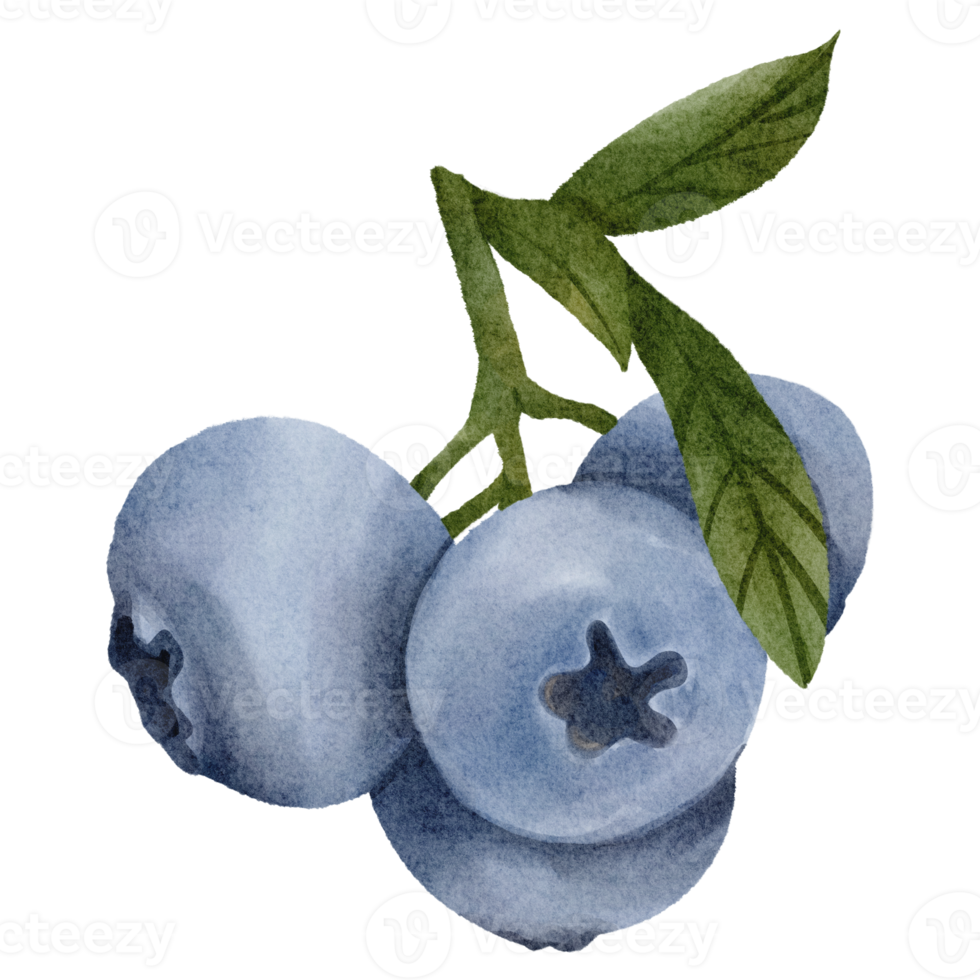 waterverf bosbes klem kunst png