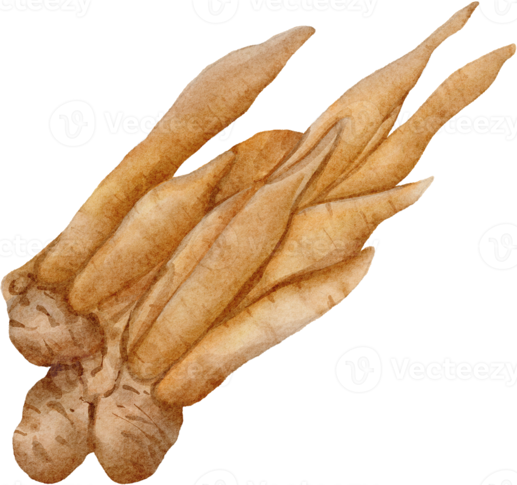 watercolor finger root png