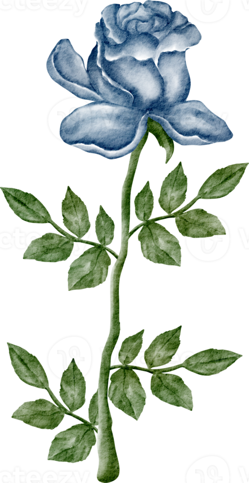 watercolor blue rose png