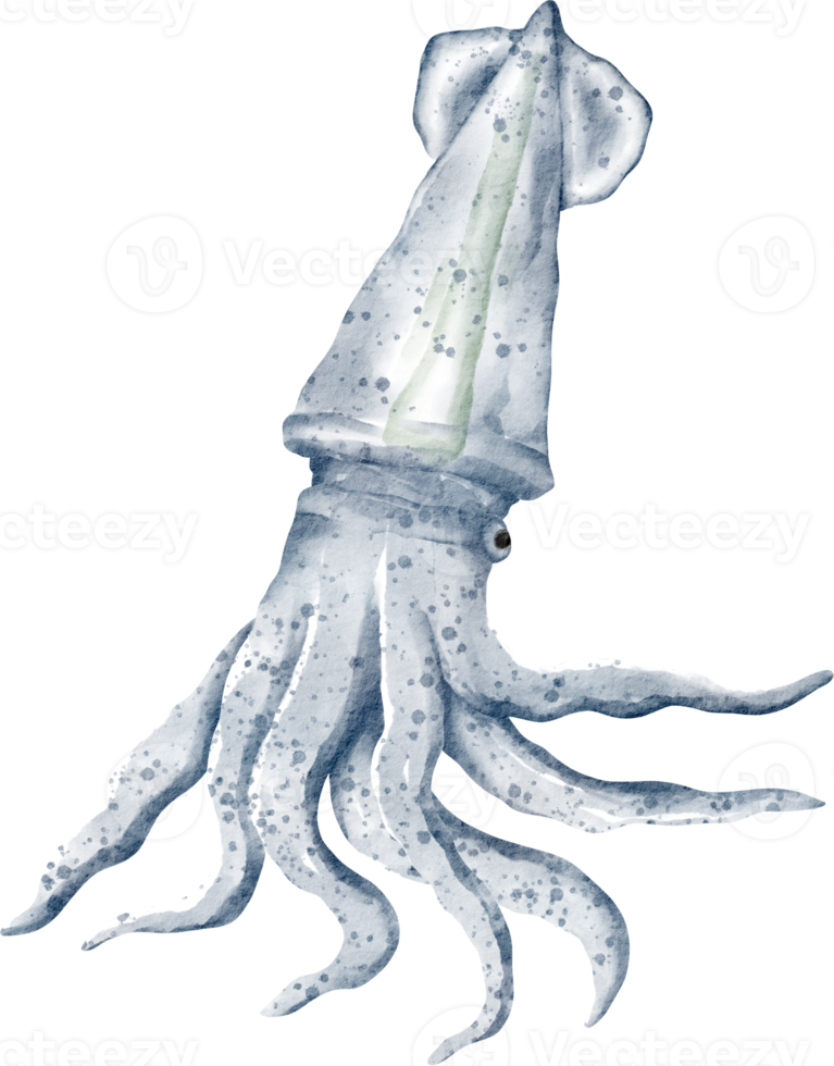 watercolor squid cartoon png