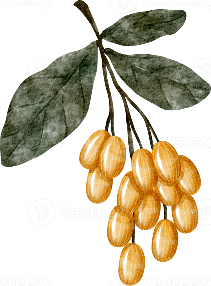 watercolor gojiberry fruit png