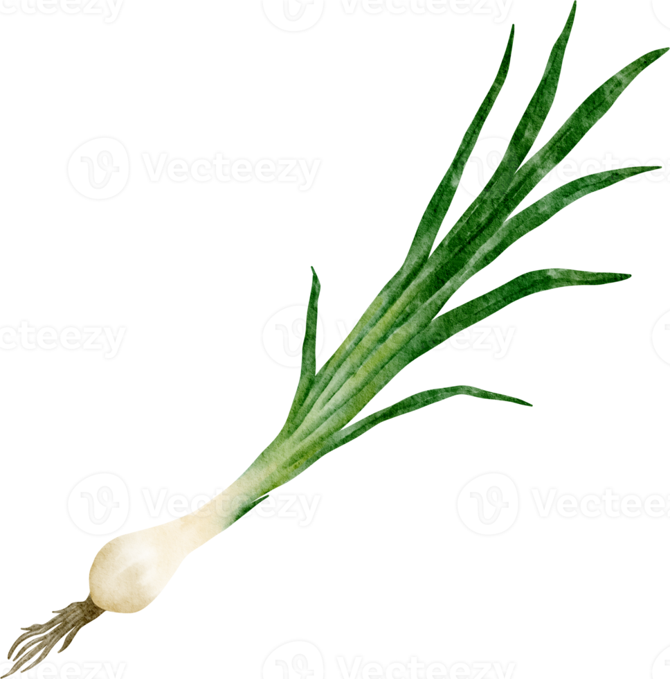 watercolor spring onion vegetable clip art png