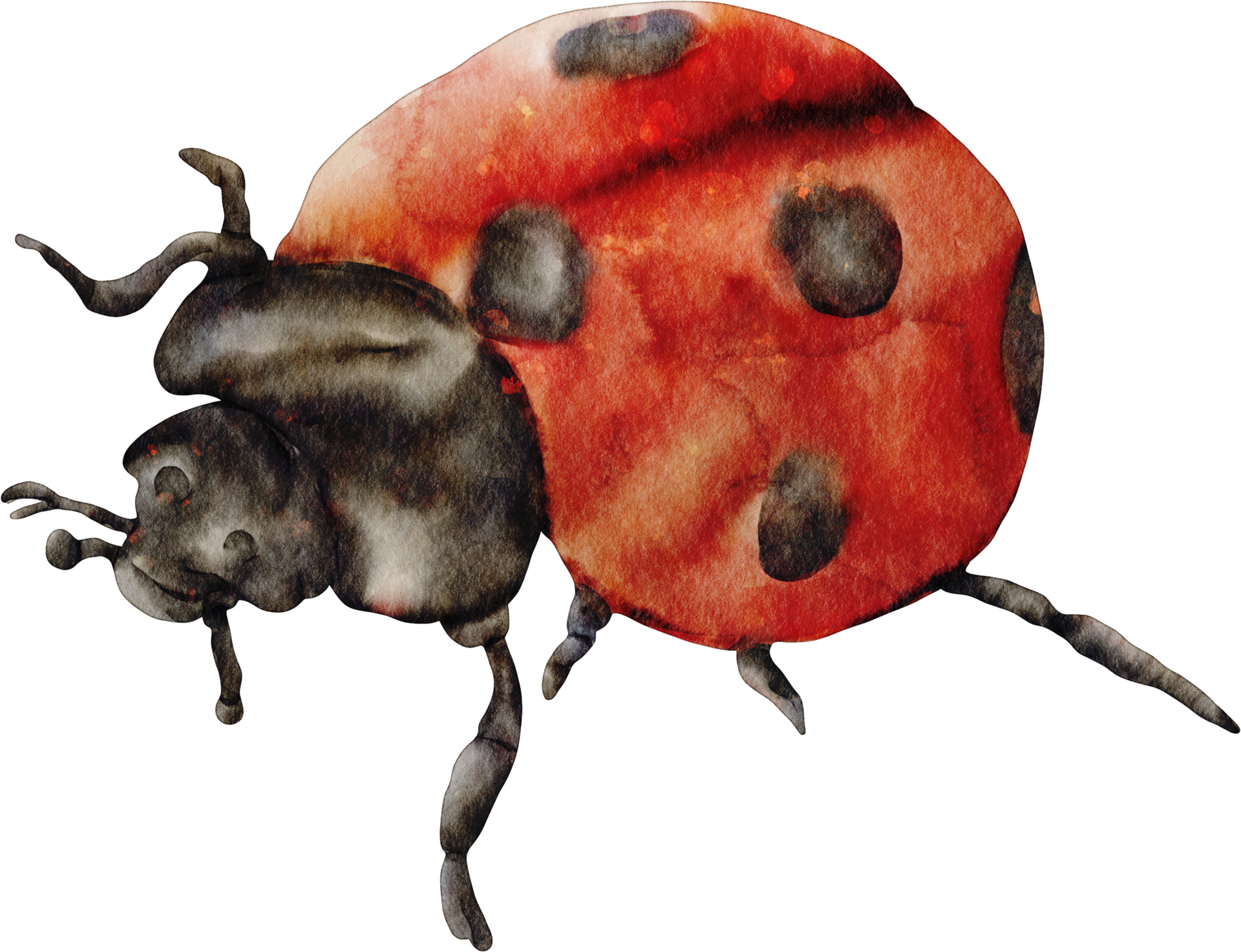 Ladybug Insect Color 12638098 PNG