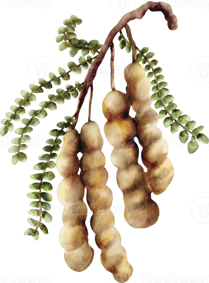 watercolor tamarind clip art fruit png