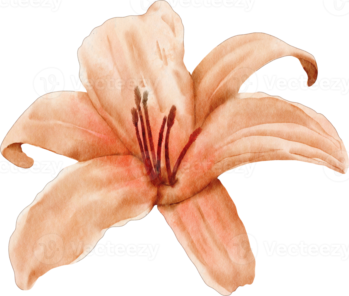 watercolor lily flower png