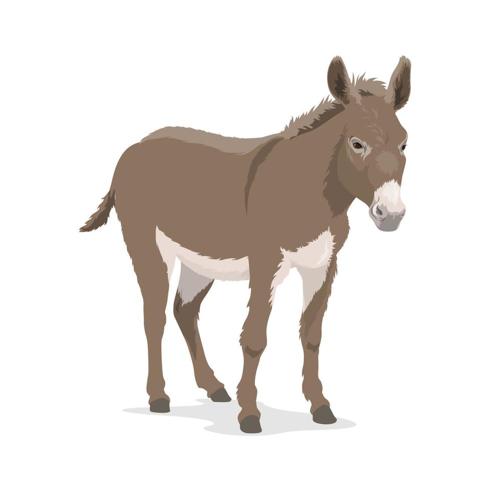burro, mula o asno, animal de granja, bestia de carga vector