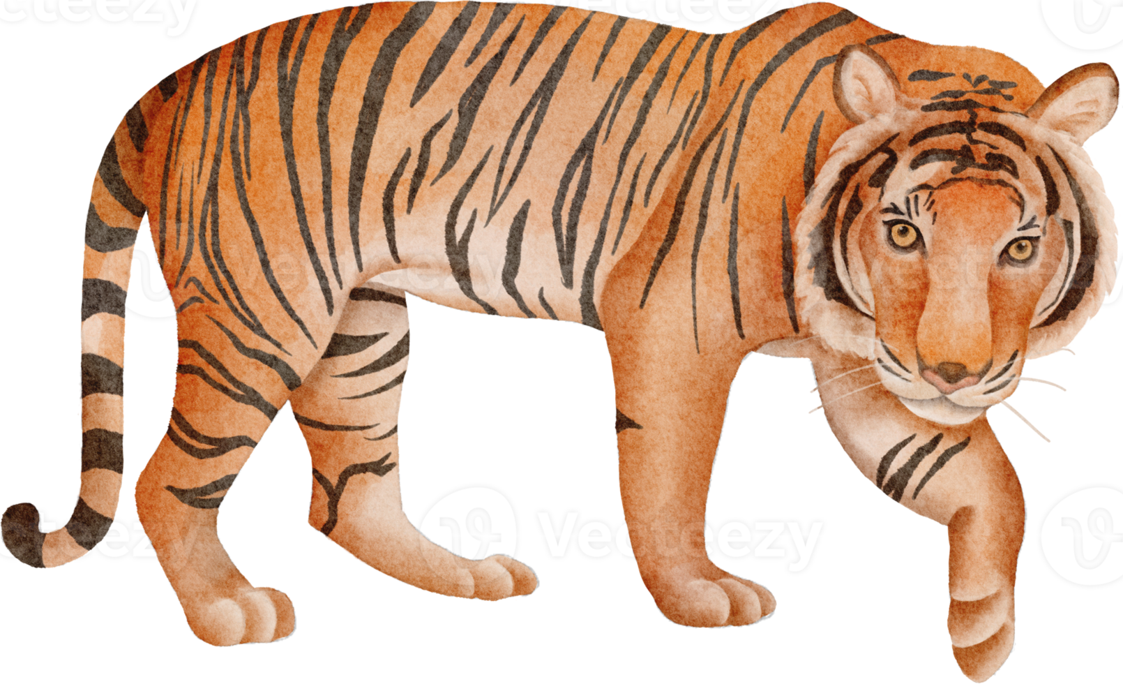 clipart de tigre em aquarela png