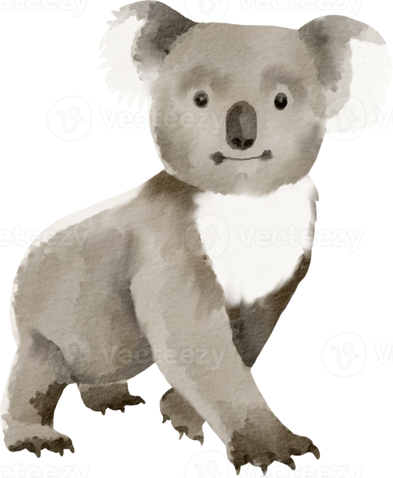 Aquarell Koala niedliche ClipArt png