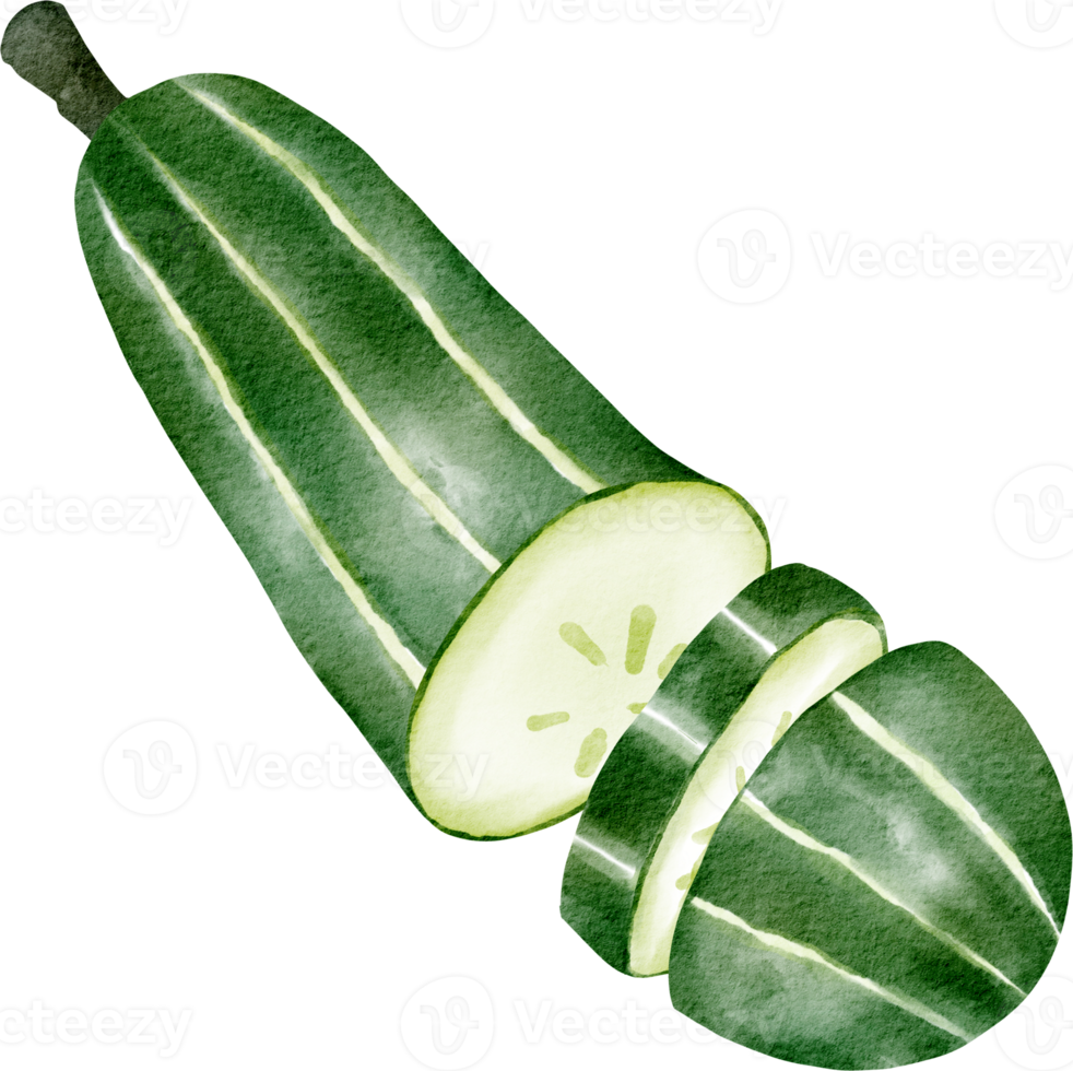 watercolor cucumber vegetable clip art png