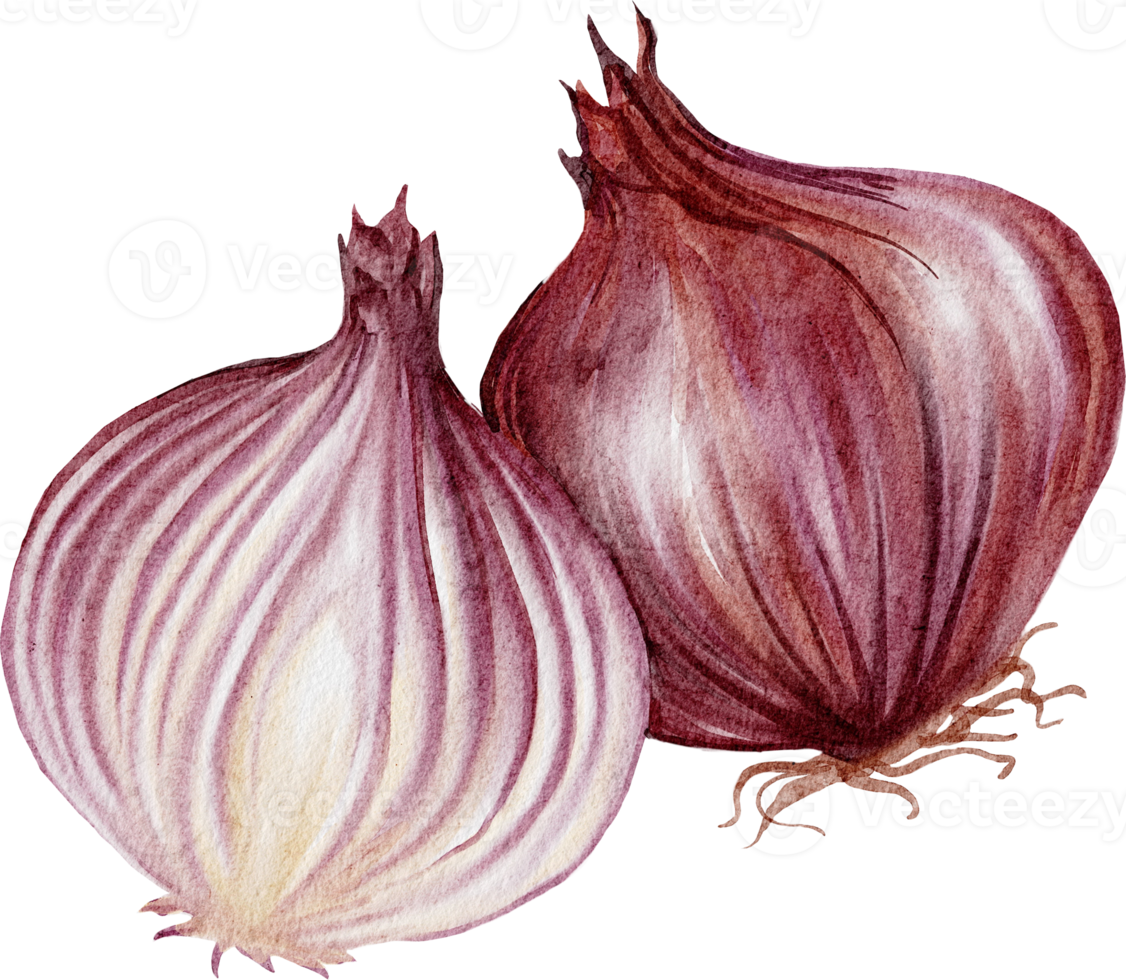 watercolor shallot watercolor vegetable png