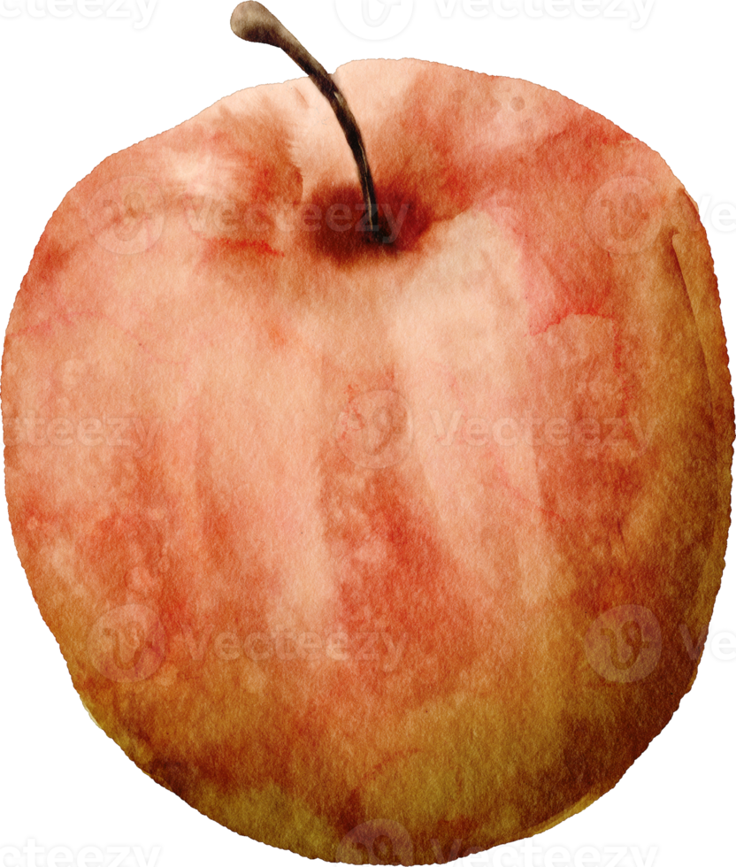 watercolor apple fruit png