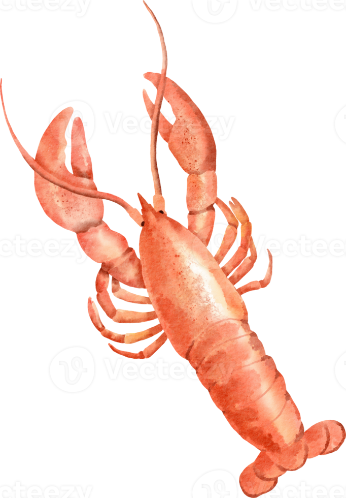 watercolor lobster seafood png