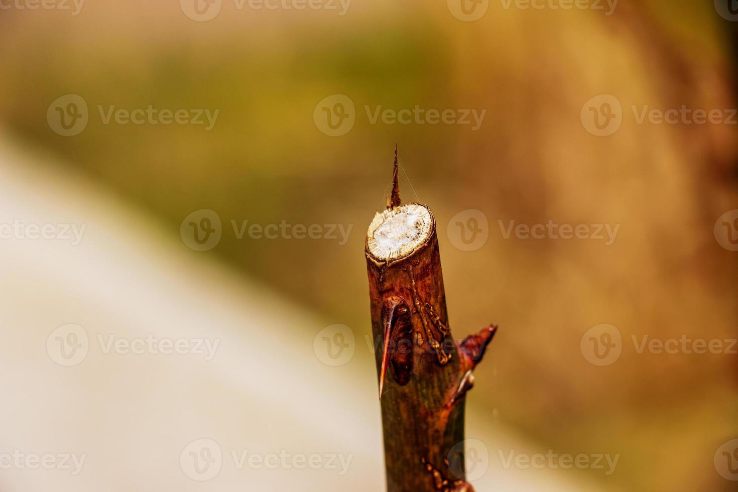 Close-up of a cut rose branch with thorns in spring against a blurred background. Spring pruning photo