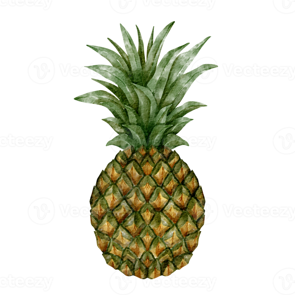 watercolor pineapple element png