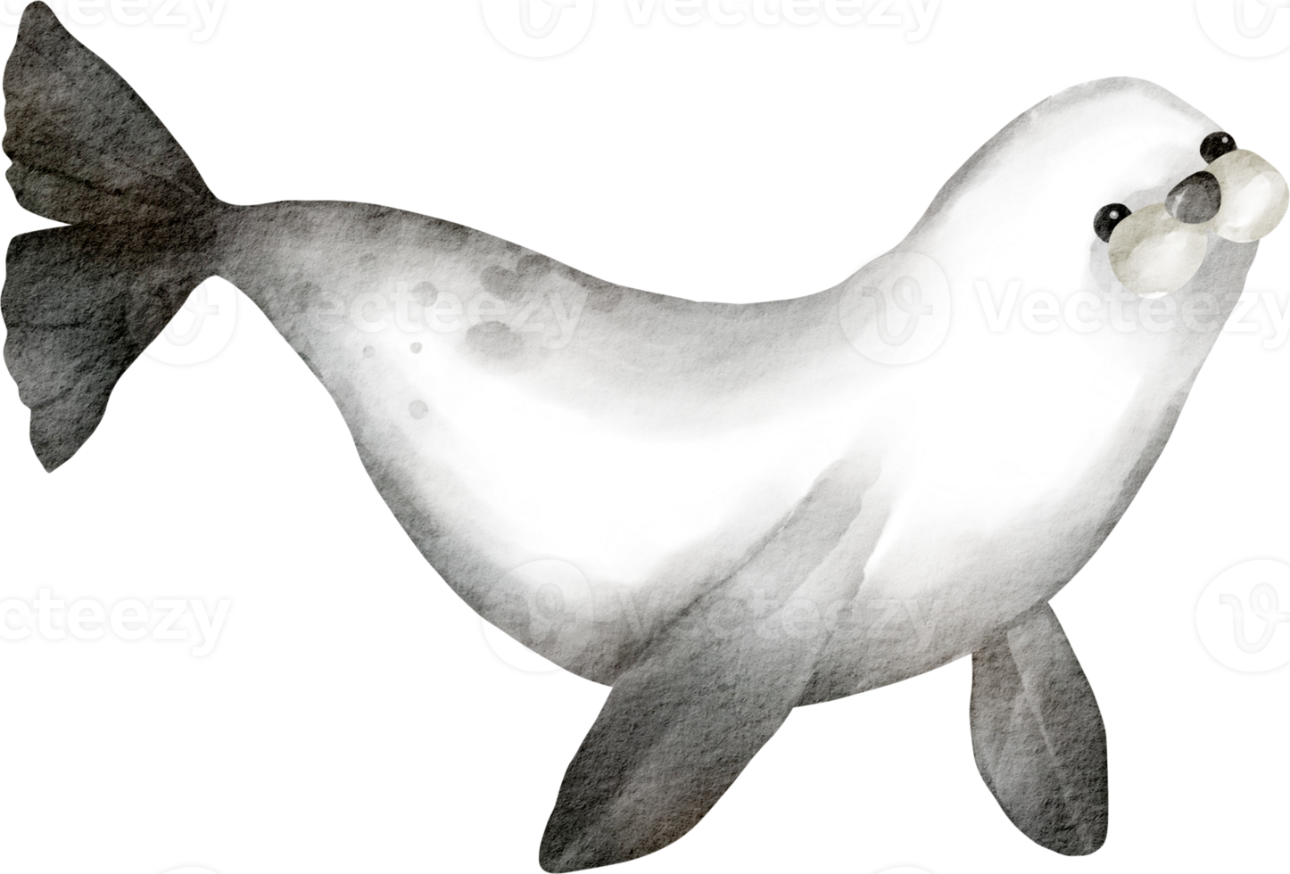 acquerello foca cartone animato png