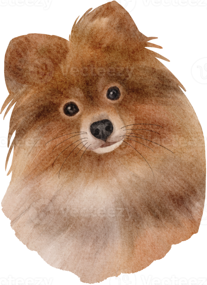 perro acuarela pomerania png