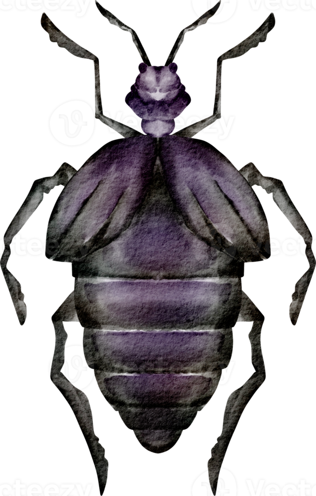 waterverf scarabee klem kunst png