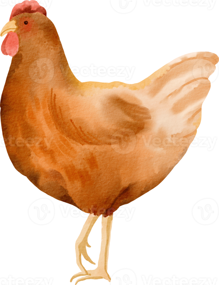 clipart fofo de frango em aquarela png