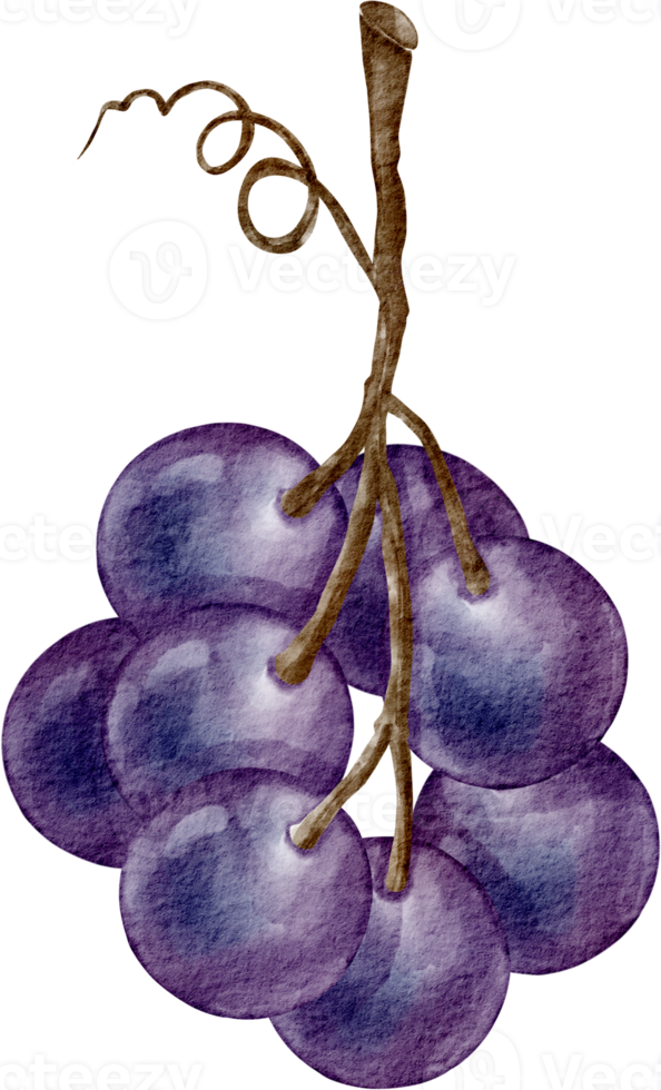 watercolor purple grape png