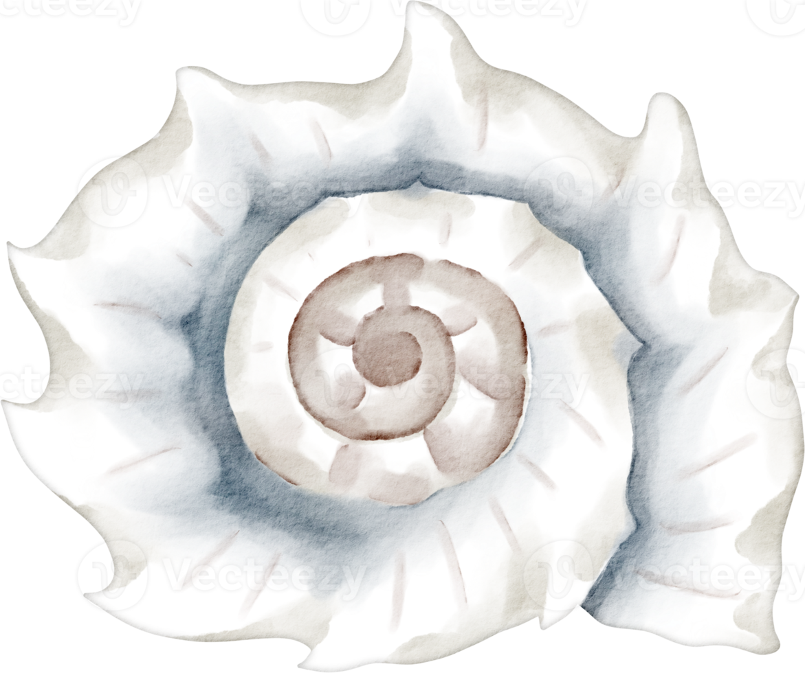 watercolor white shell png